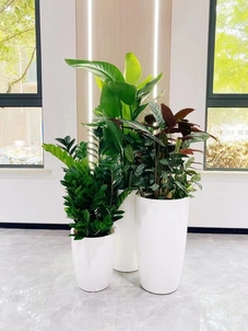 快戳！江北盆景租赁价格全解析！